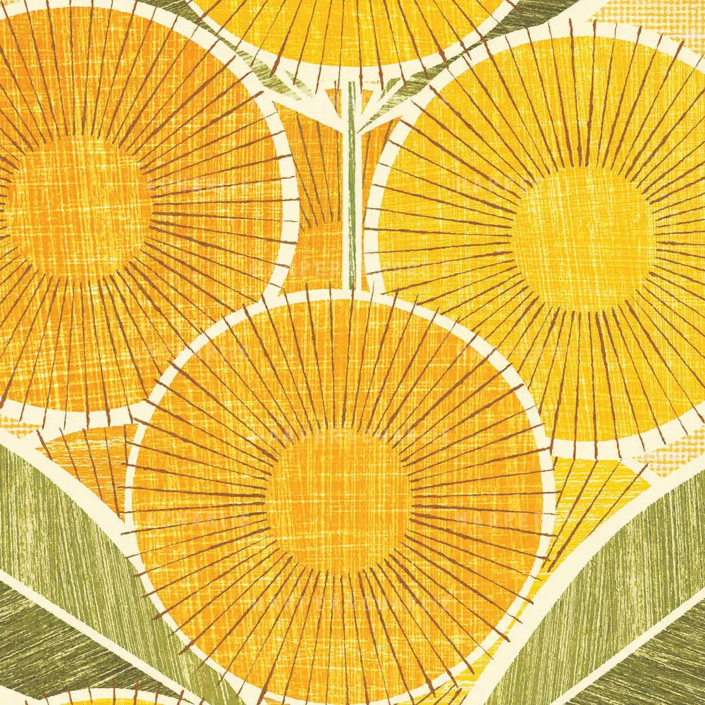 Australian Golden Wattle colour print closeup